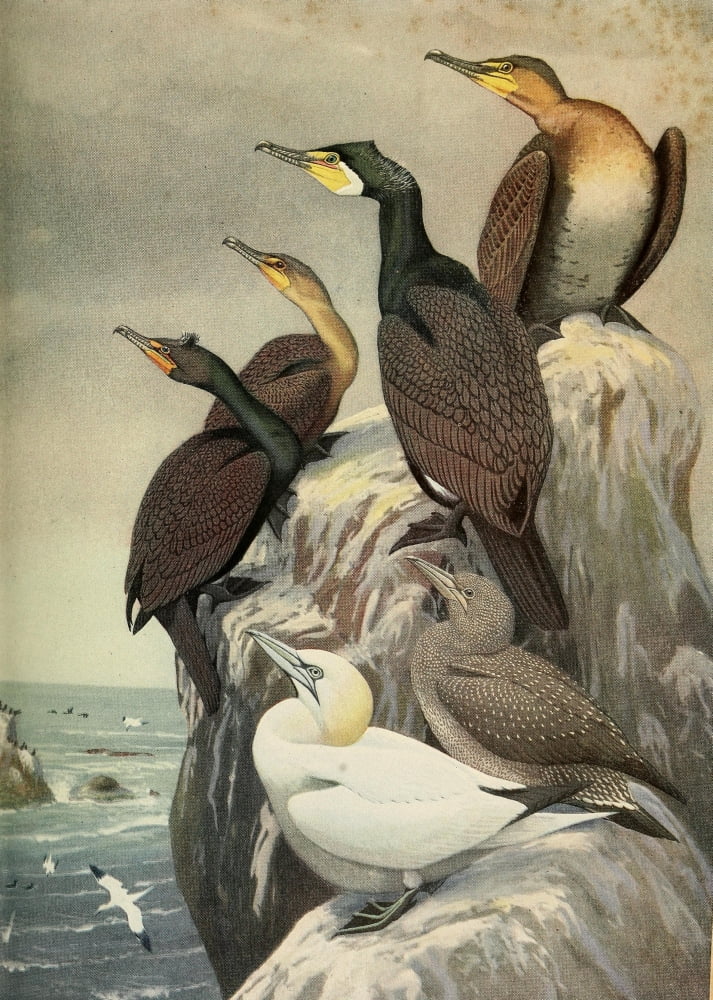 Birds of Massachusetts 1925 Cormorants & Gannet Canvas Art - LA Fuertes (18 x 24)