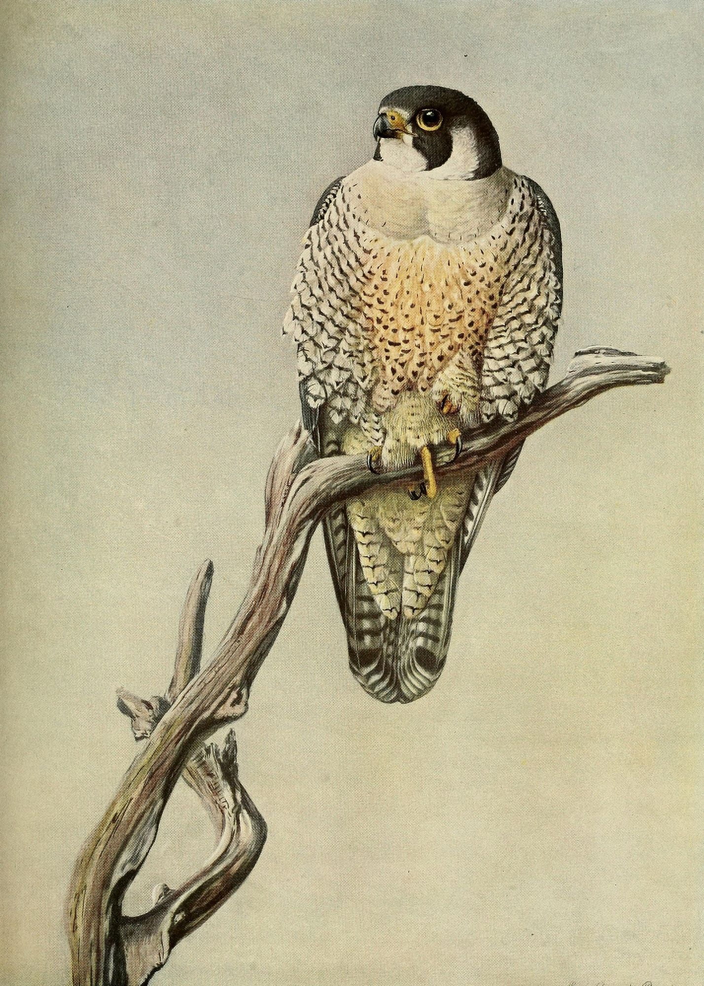 Birds of Massachusetts 1925 Duck Hawk Canvas Art - LA Fuertes (18 x 24)