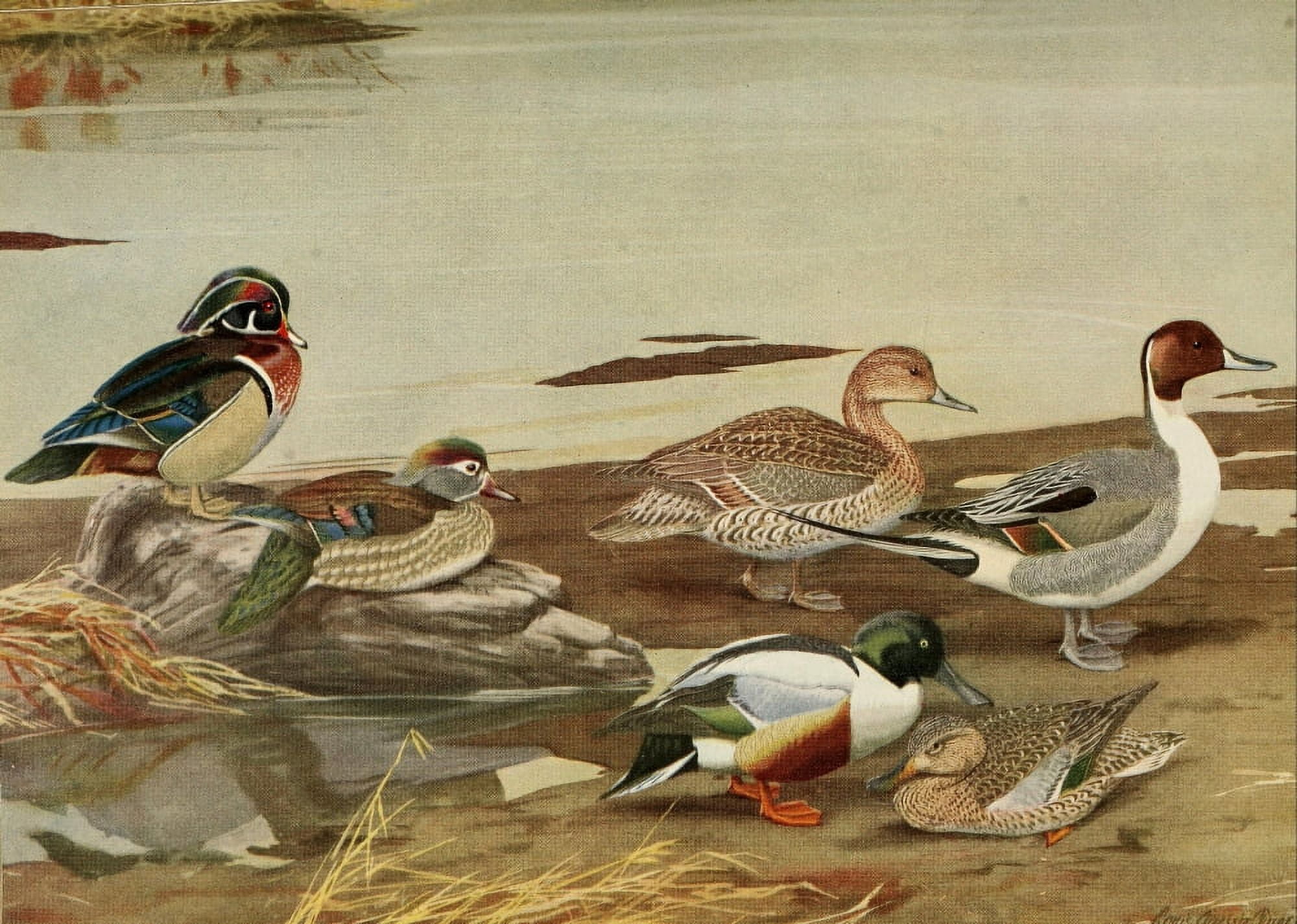 Birds of Massachusetts 1925 Duck Pintail Shoveller Canvas Art - LA Fuertes (18 x 24)
