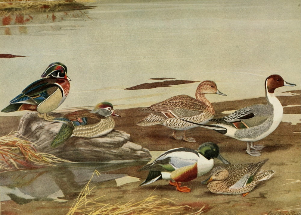 Birds of Massachusetts 1925 Duck Pintail Shoveller Canvas Art - LA Fuertes (24 x 36)