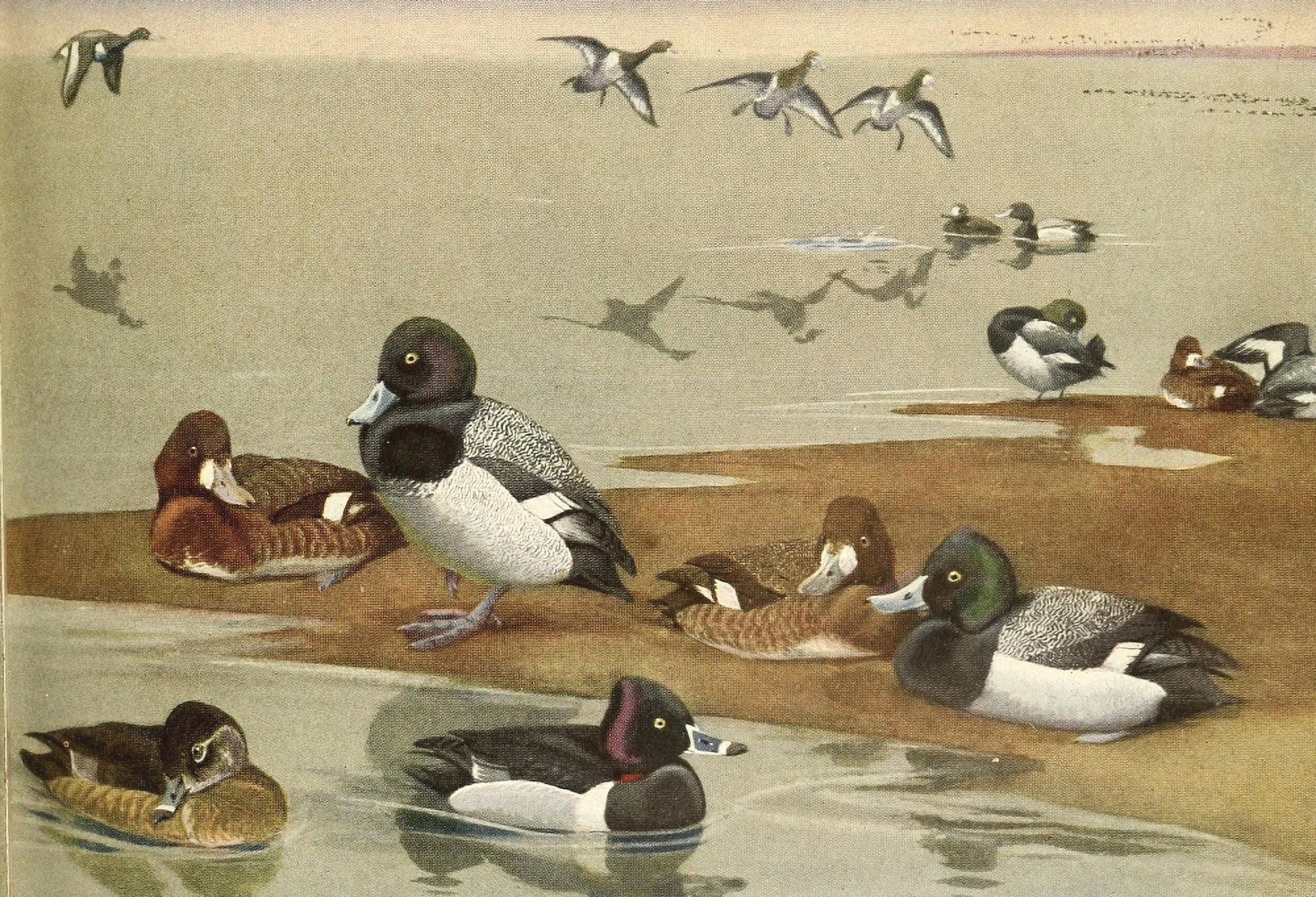 Birds of Massachusetts 1925 Ducks Canvas Art - LA Fuertes (18 x 24)