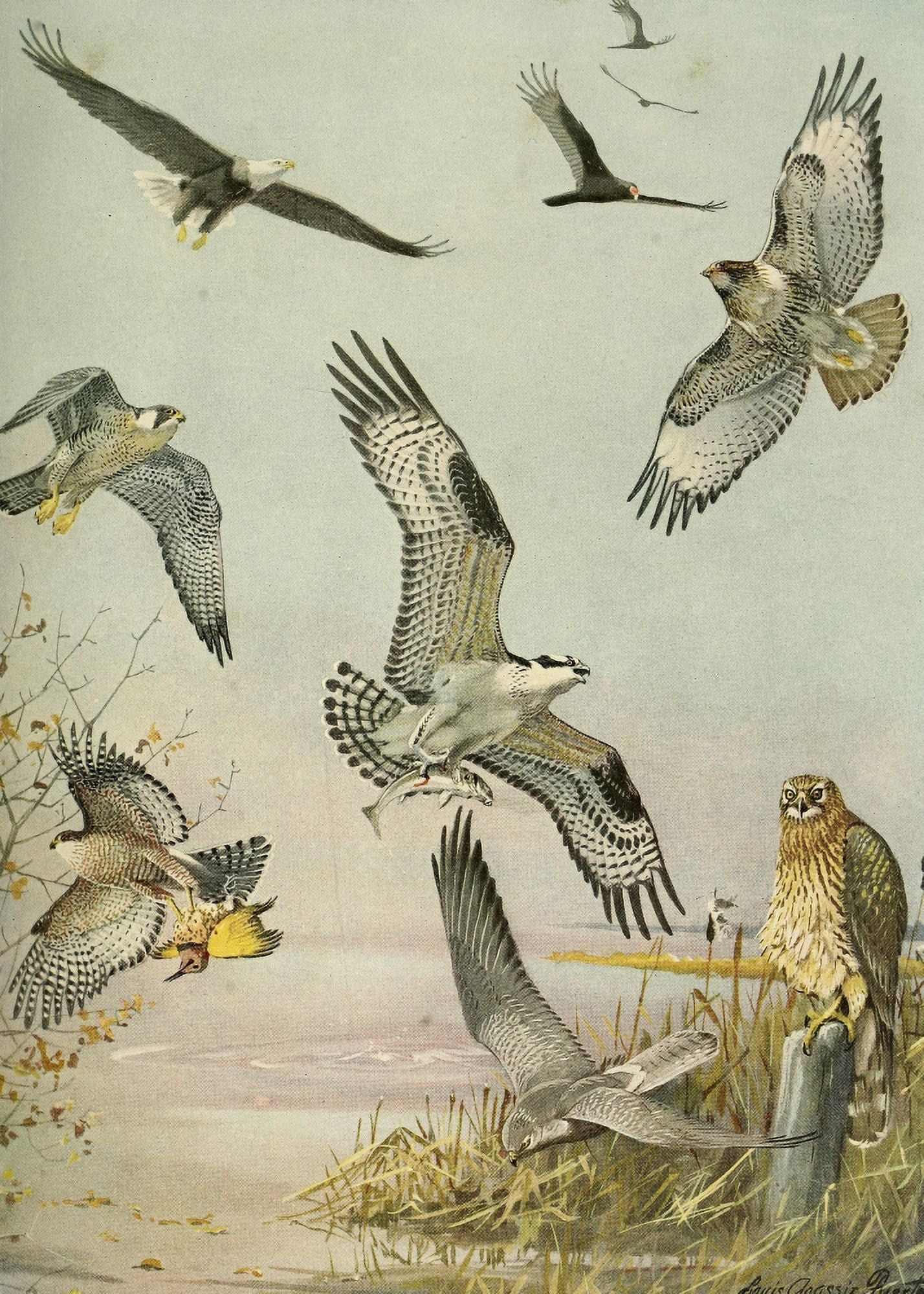 Birds of Massachusetts 1925 Eagle Hawk Birds of Prey Canvas Art - LA Fuertes (18 x 24)