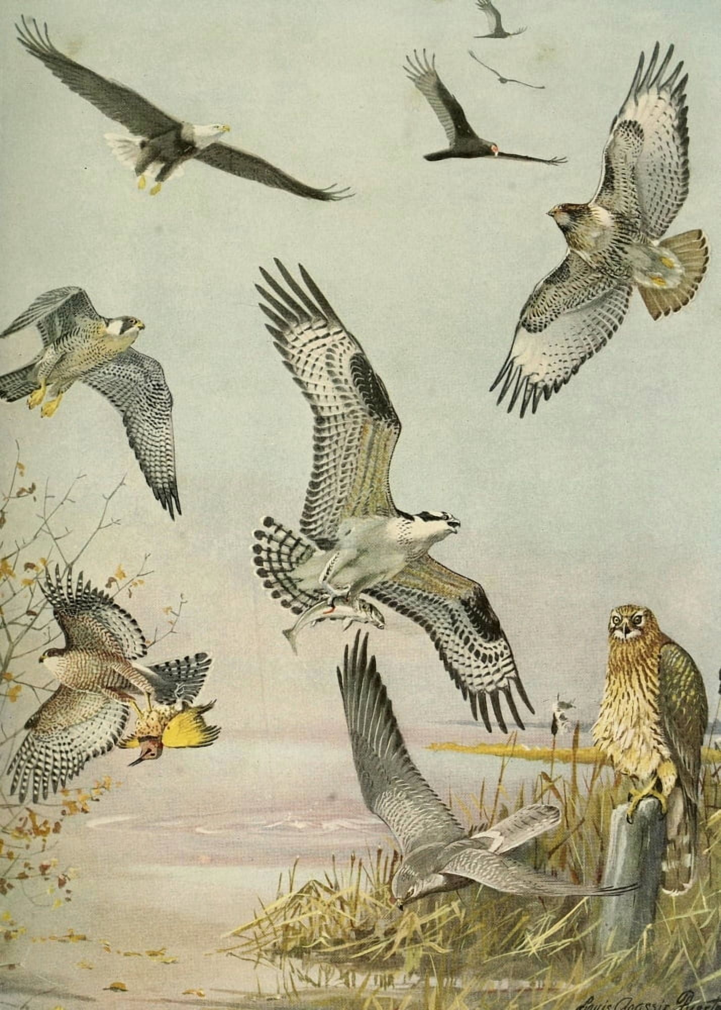 Birds of Massachusetts 1925 Eagle Hawk Birds of Prey Canvas Art - LA Fuertes (24 x 36)