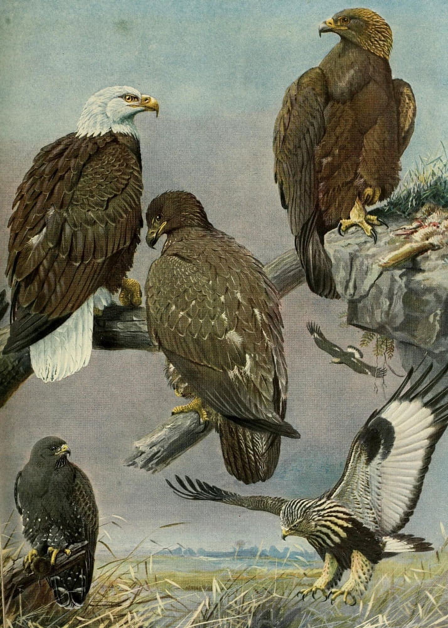 Birds of Massachusetts 1925 Eagles & Hawk Canvas Art - LA Fuertes (18 x 24)