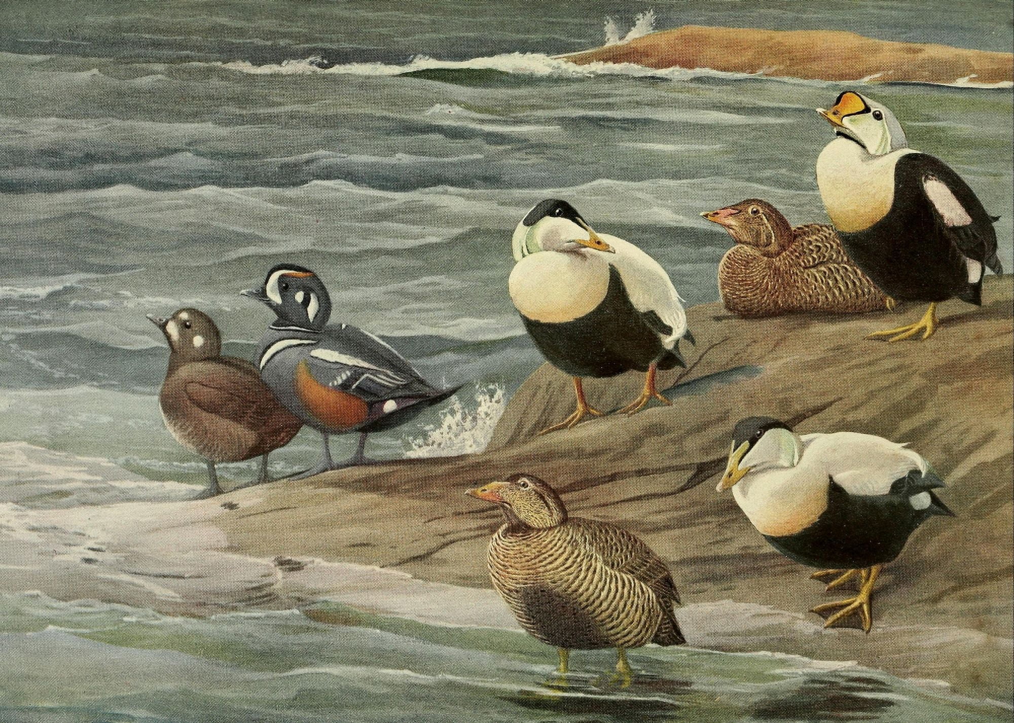Birds of Massachusetts 1925 Eider & Harlequin Ducks Canvas Art - LA Fuertes (24 x 36)