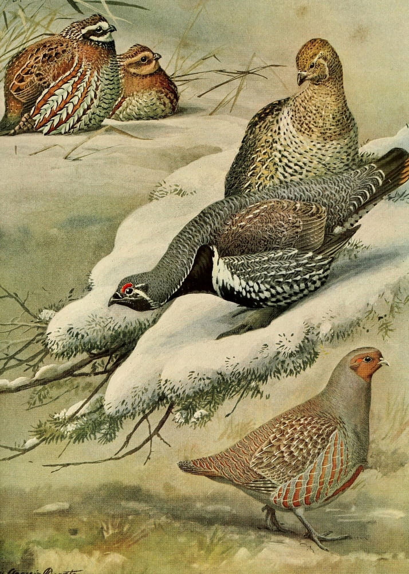 Birds of Massachusetts 1925 European Partridge Canvas Art - LA Fuertes (18 x 24)
