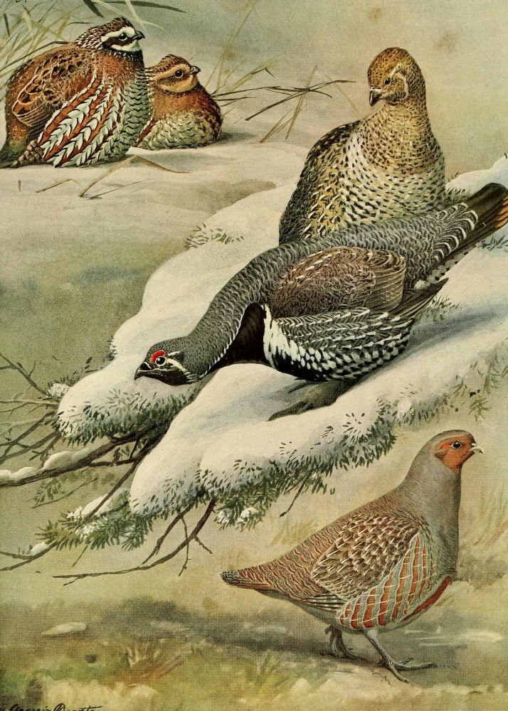 Birds of Massachusetts 1925 European Partridge Canvas Art - LA Fuertes (24 x 36)