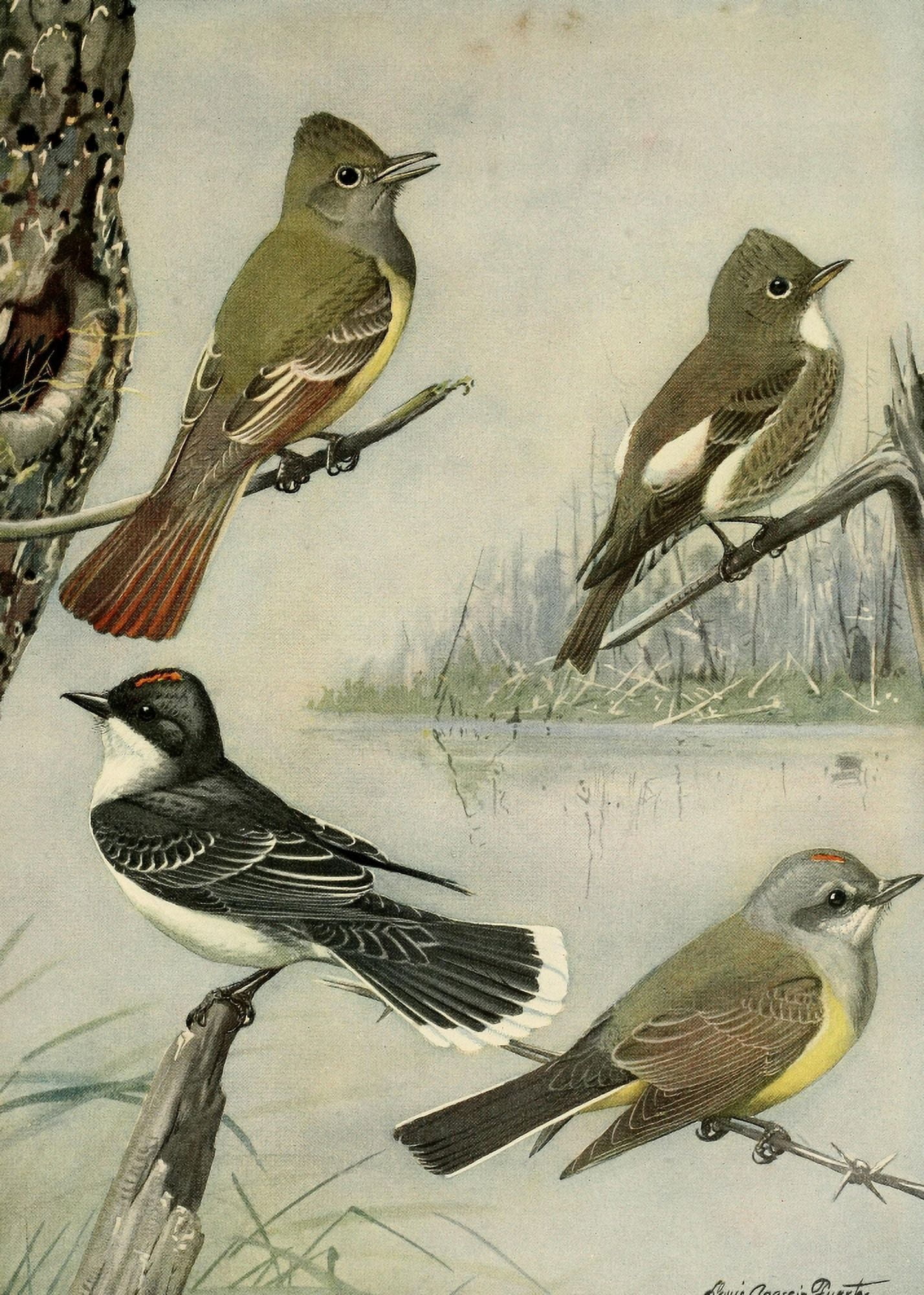 Birds of Massachusetts 1925 Flycatchers Kingbirds Canvas Art - LA Fuertes (24 x 36)