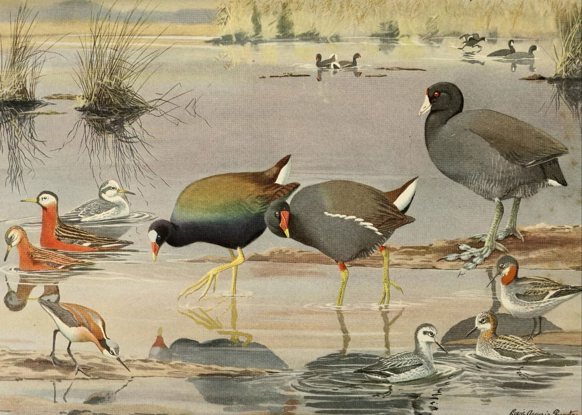 Birds of Massachusetts 1925 Gallinule Phalarope Canvas Art - LA Fuertes (24 x 36)