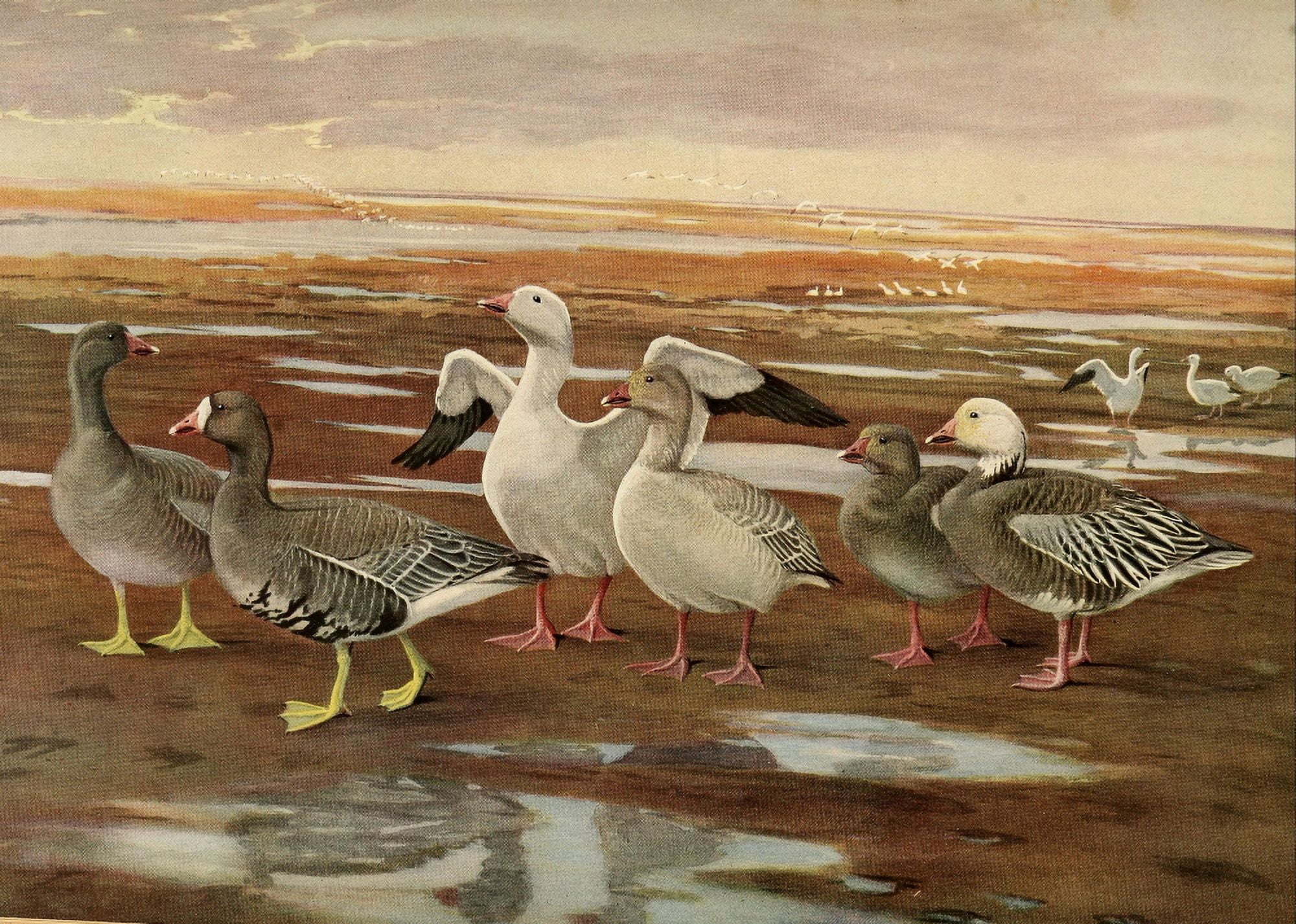 Birds of Massachusetts 1925 Geese Canvas Art - LA Fuertes (18 x 24)