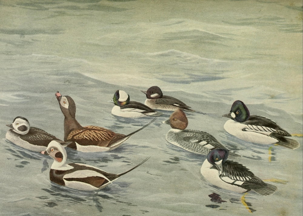 Birds of Massachusetts 1925 Golden-eye Duck et al Canvas Art - LA Fuertes (18 x 24)