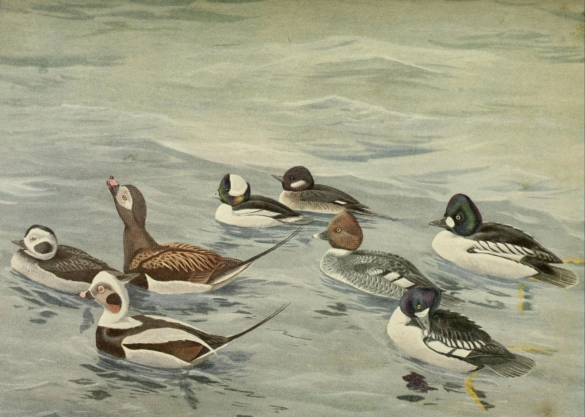Birds of Massachusetts 1925 Golden-eye Duck et al Canvas Art - LA Fuertes (24 x 36)