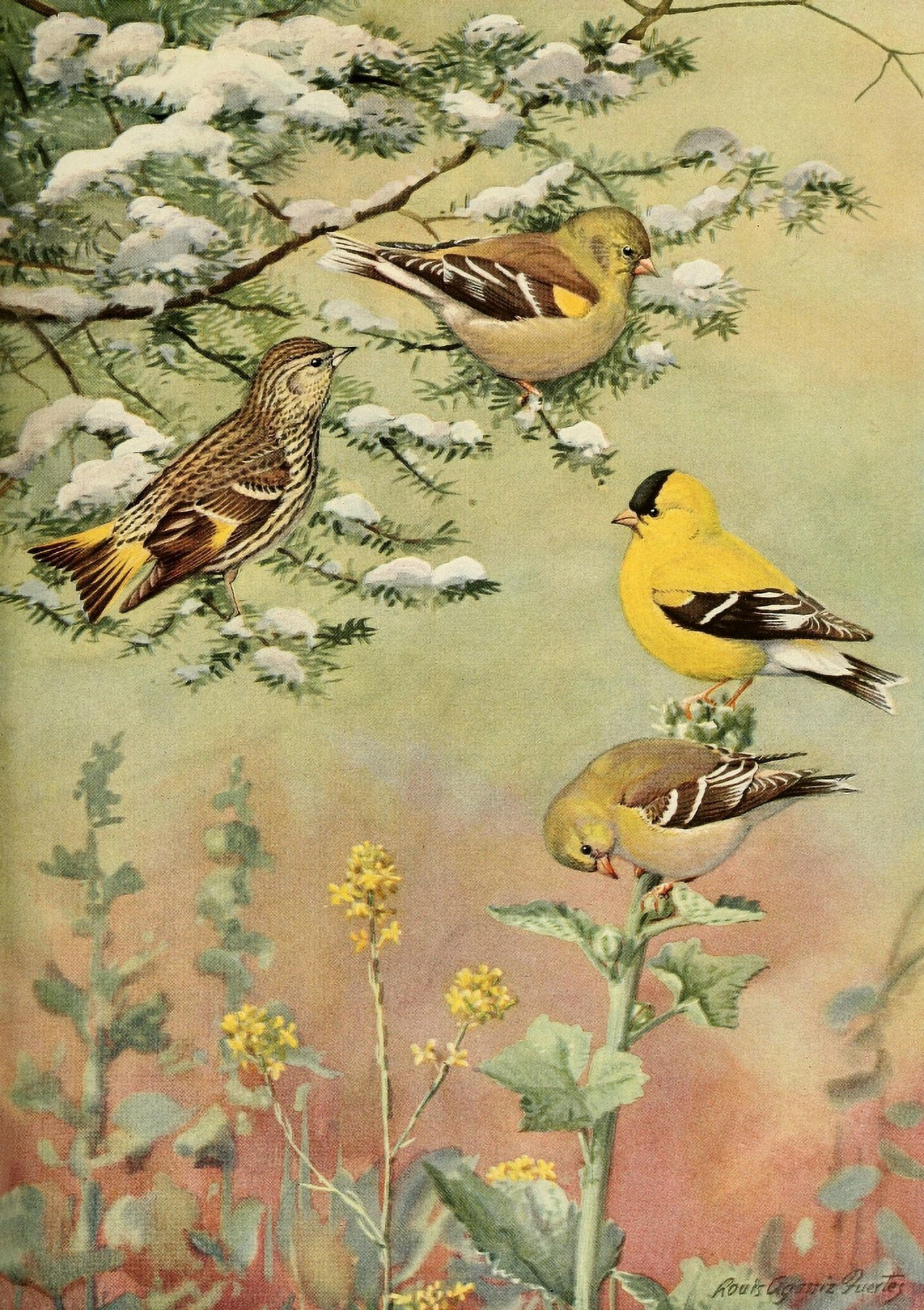 Birds of Massachusetts 1925 Goldfinch & Pine Siskin Canvas Art - LA Fuertes (18 x 24)