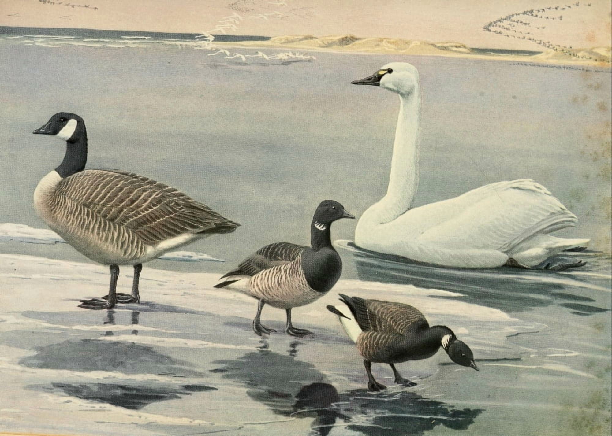 Birds of Massachusetts 1925 Goose Swan Brant Canvas Art - LA Fuertes (18 x 24)