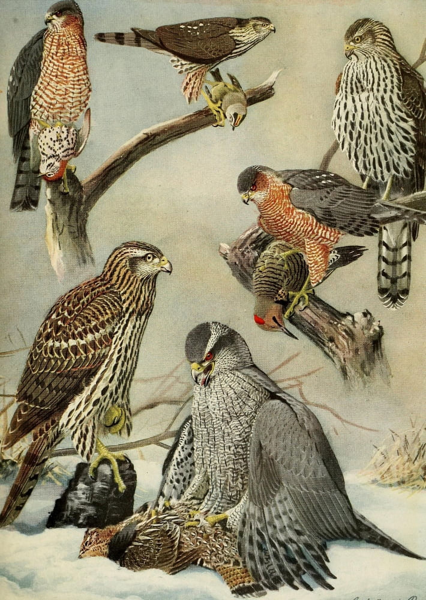 Birds of Massachusetts 1925 Goshawk & Hawks Canvas Art - LA Fuertes (24 x 36)