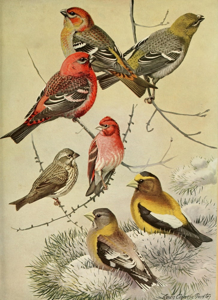 Birds of Massachusetts 1925 Grosbeaks & Finch Canvas Art - LA Fuertes (24 x 36)