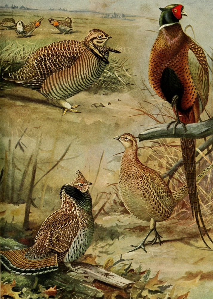 Birds of Massachusetts 1925 Grouse & Heath Hen Canvas Art - LA Fuertes (24 x 36)