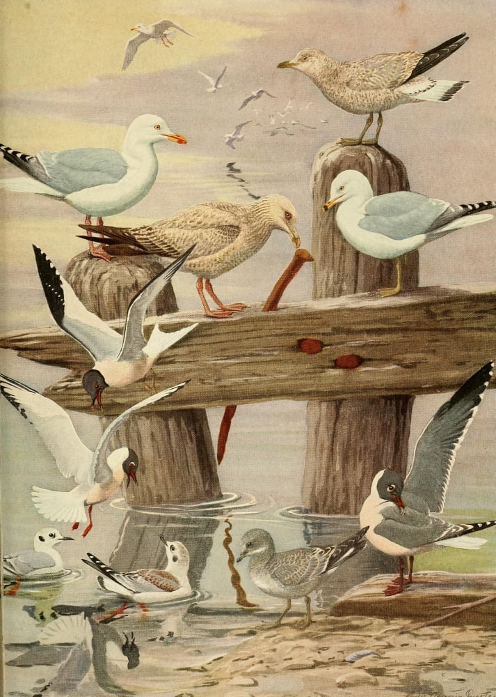 Birds of Massachusetts 1925 Gulls Canvas Art - LA Fuertes (18 x 24)