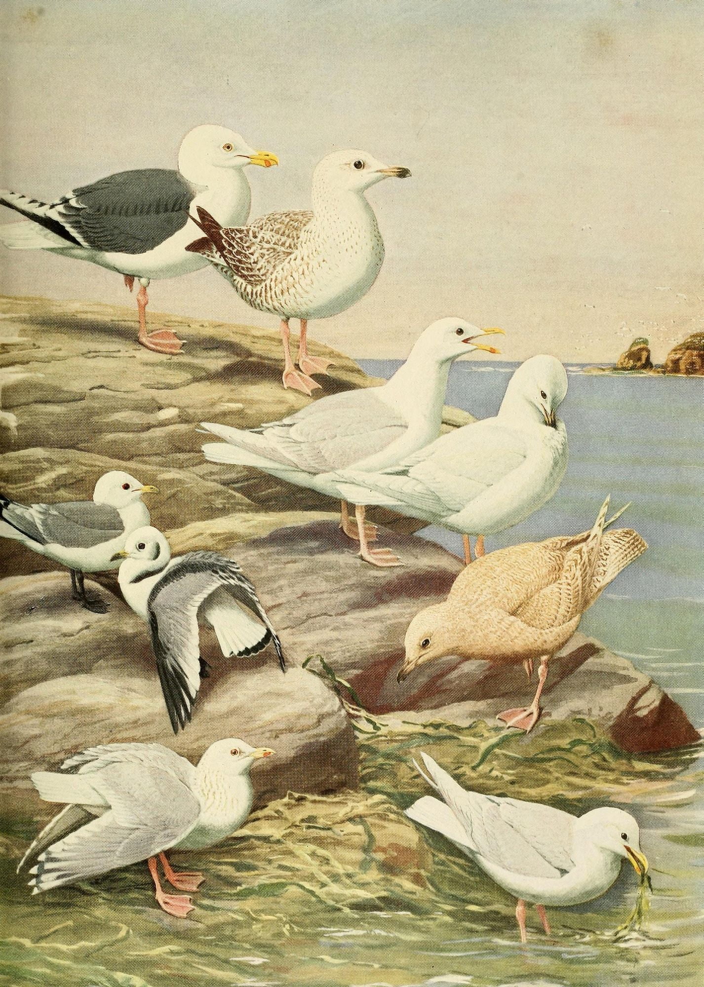 Birds of Massachusetts 1925 Gulls & Kittiwake Canvas Art - LA Fuertes (18 x 24)