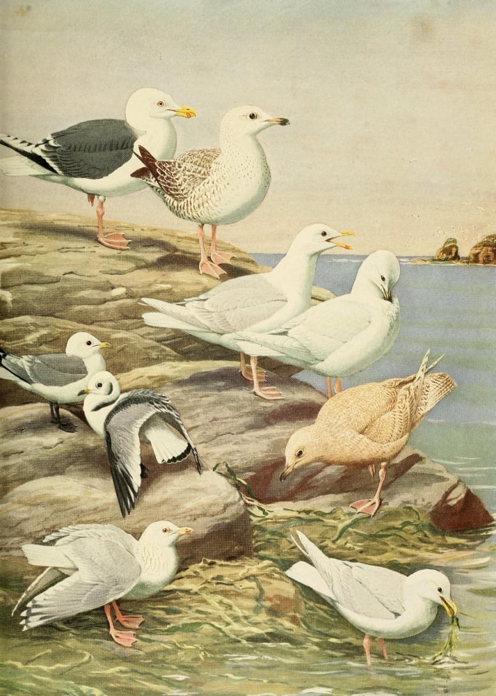 Birds of Massachusetts 1925 Gulls & Kittiwake Canvas Art - LA Fuertes (24 x 36)