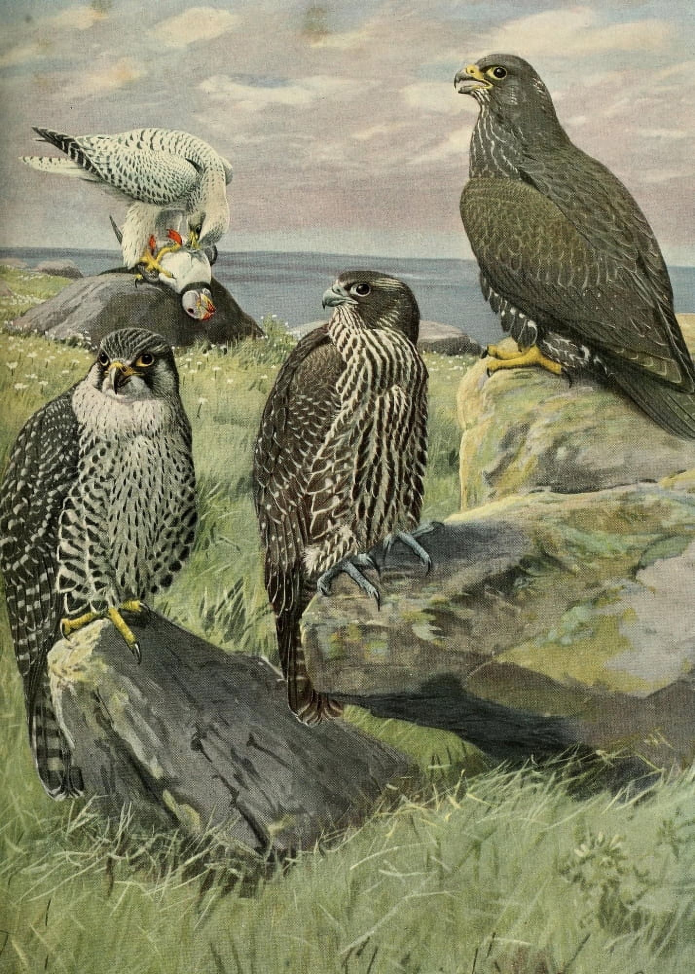 Birds of Massachusetts 1925 Gyrfalcons Canvas Art - LA Fuertes (24 x 36)