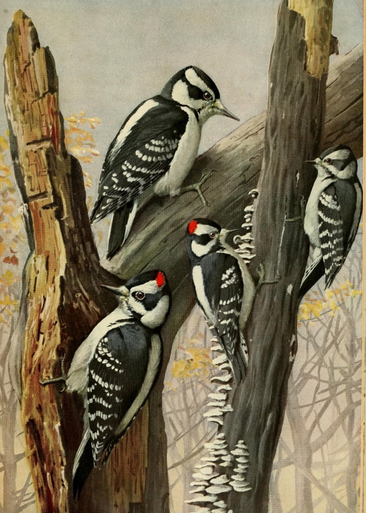 Birds of Massachusetts 1925 Hairy & Downy Woodpeckers Canvas Art - LA Fuertes (24 x 36)