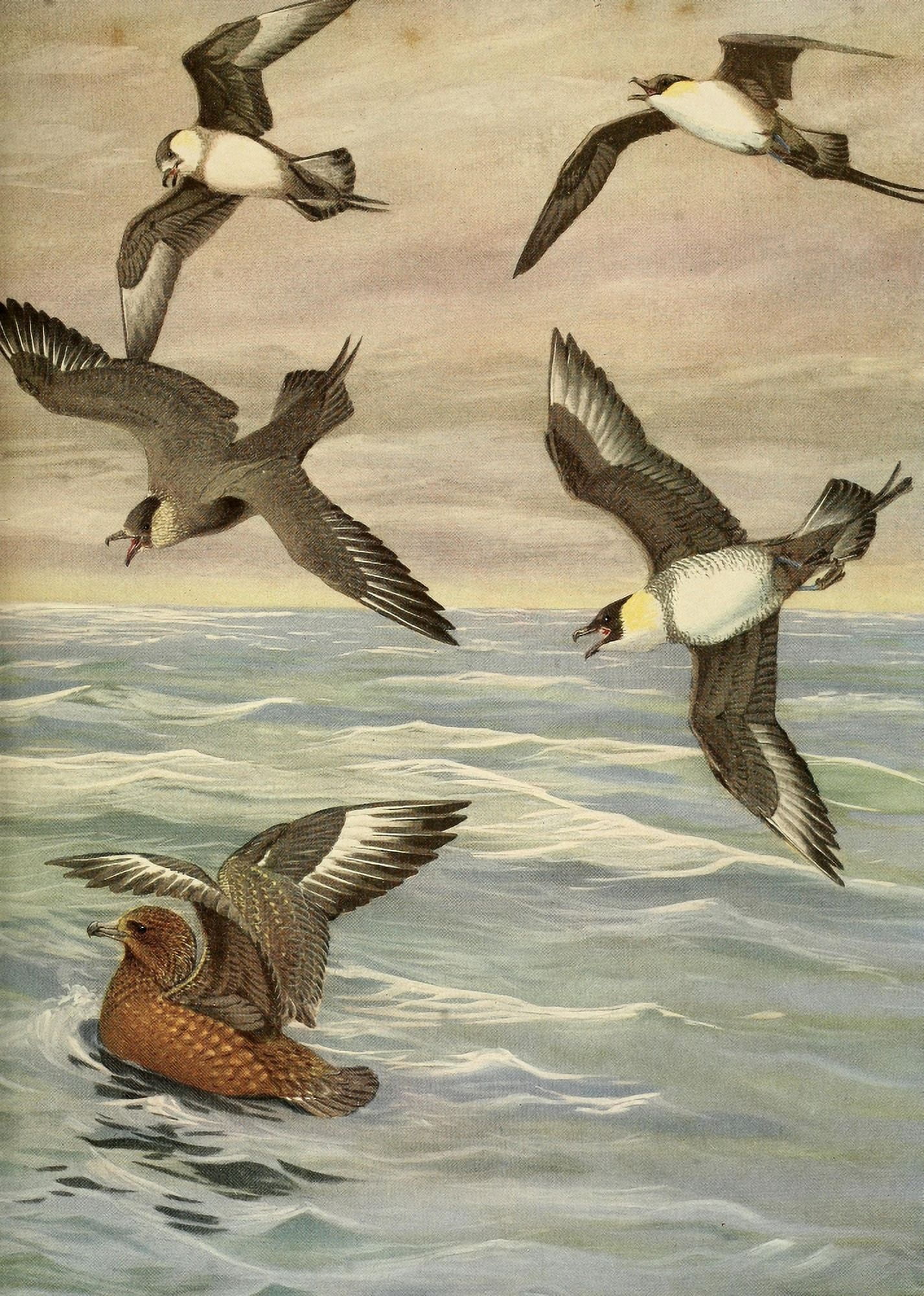 Birds of Massachusetts 1925 Jaeger & Skua Canvas Art - LA Fuertes (18 x 24)
