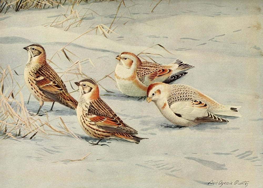 Birds of Massachusetts 1925 Longspur & Snow Bunting Canvas Art - LA Fuertes (18 x 24)