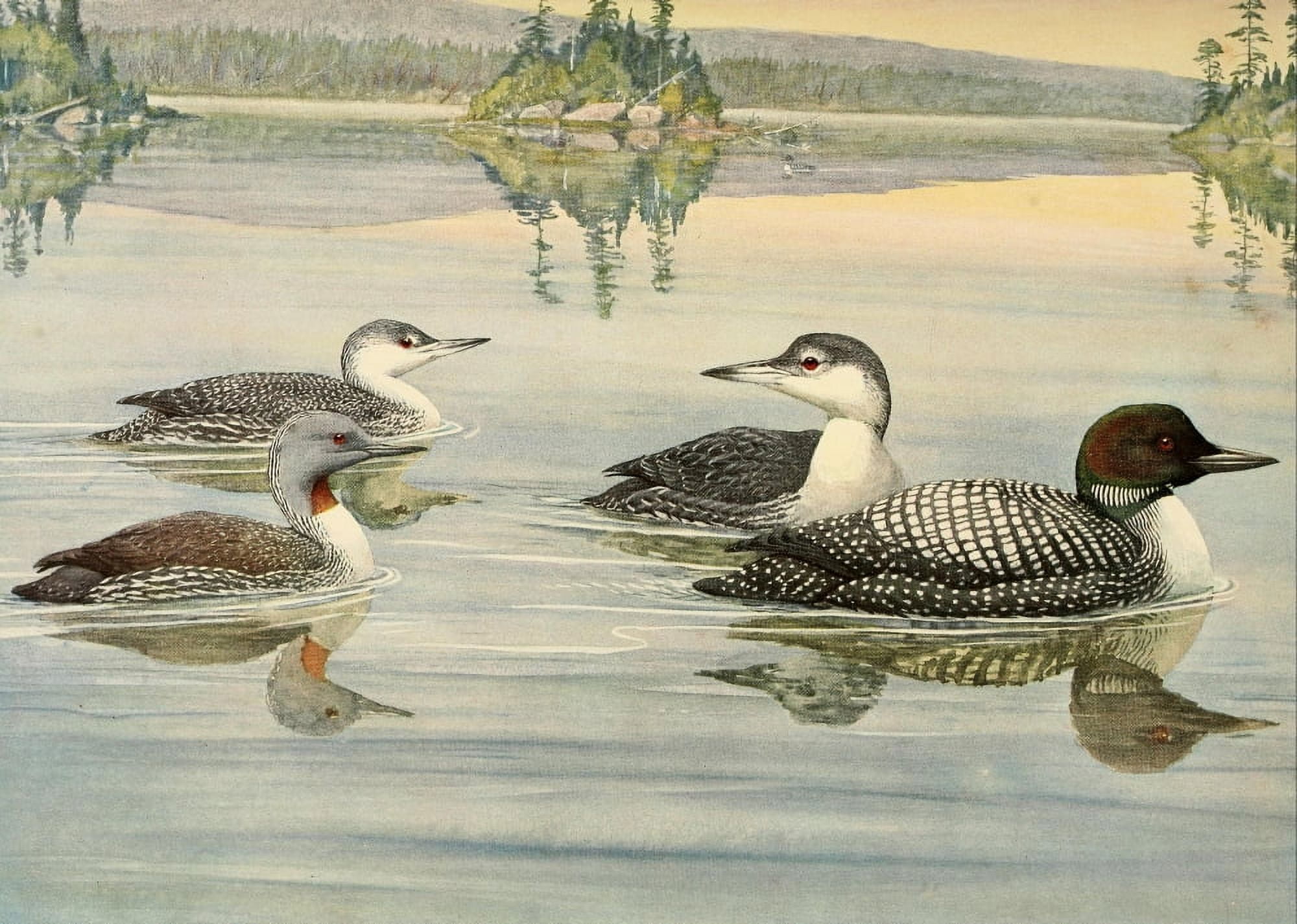 Birds of Massachusetts 1925 Loon Canvas Art - LA Fuertes (18 x 24)