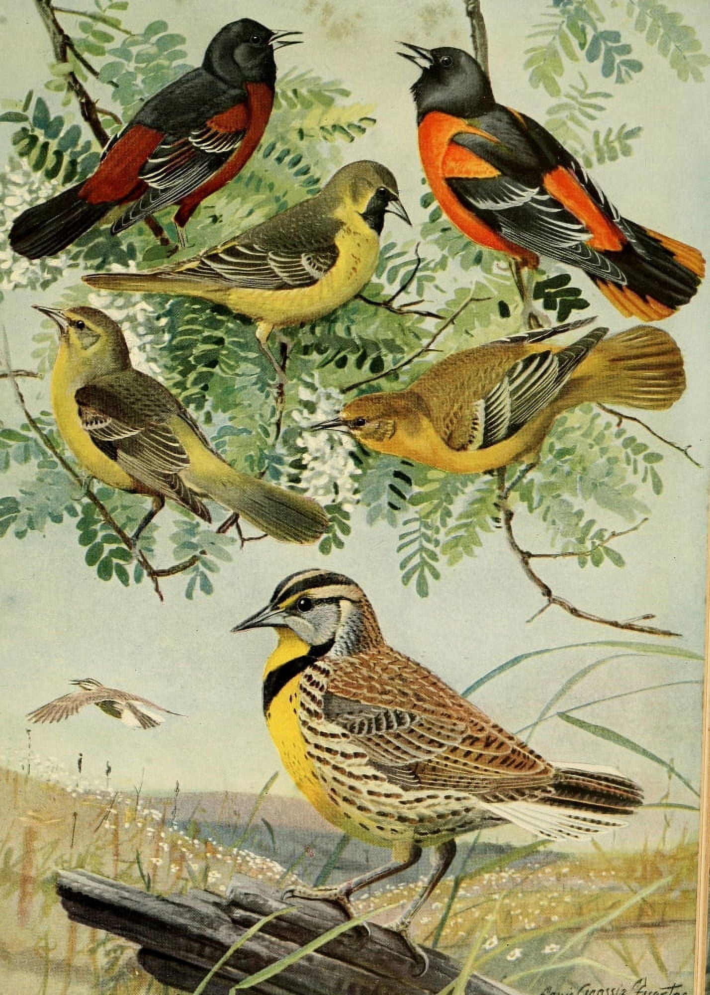 Birds of Massachusetts 1925 Meadowlarks Canvas Art - LA Fuertes (18 x 24)