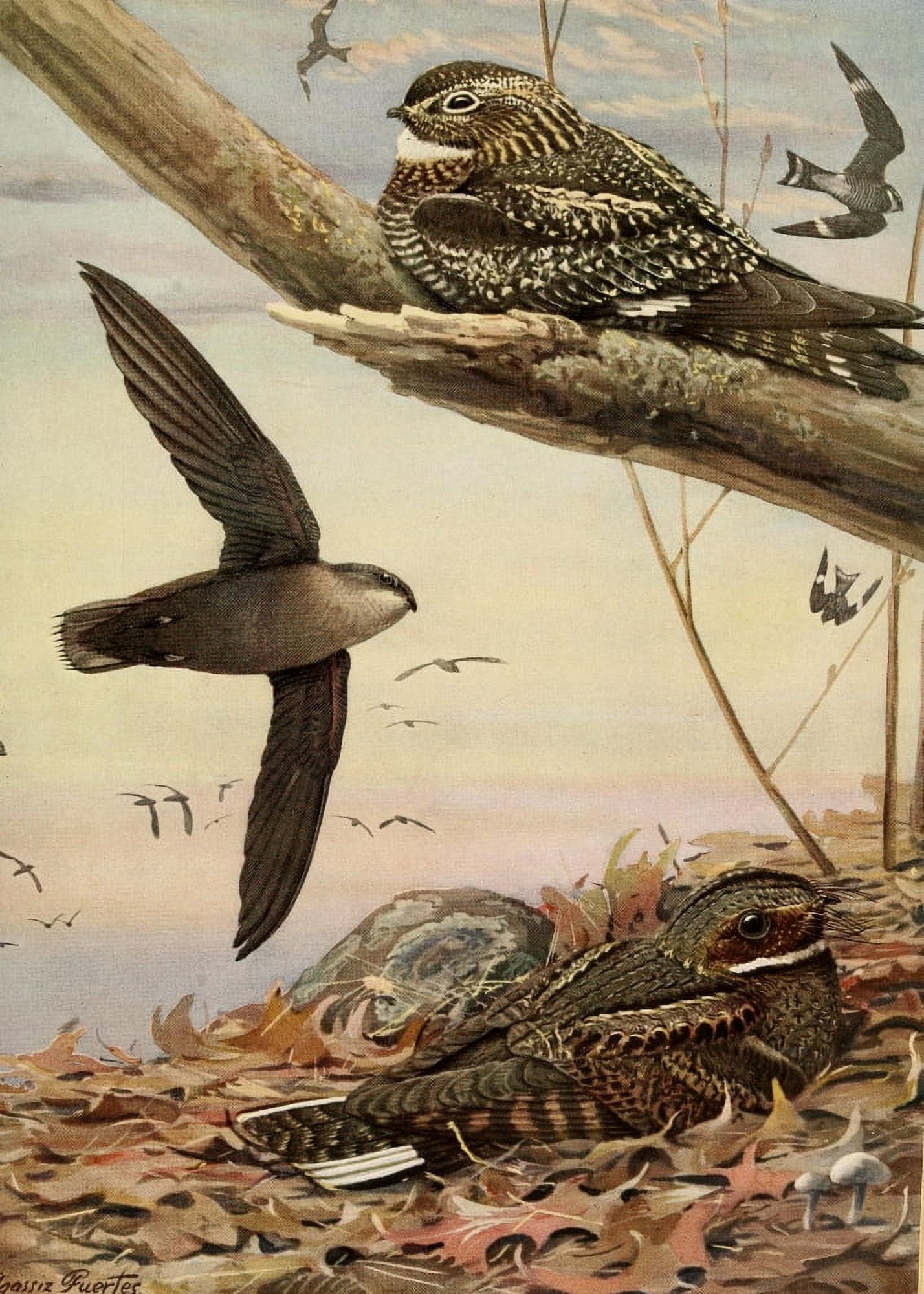 Birds of Massachusetts 1925 Nighthawk Swift Whip-poor-will Canvas Art - LA Fuertes (24 x 36)