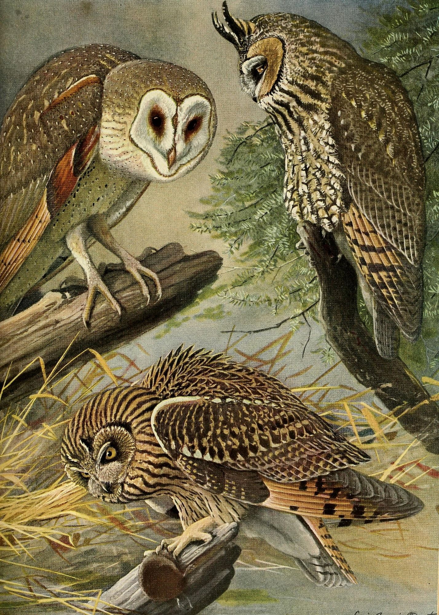 Birds of Massachusetts 1925 Owls Canvas Art - LA Fuertes (24 x 36)