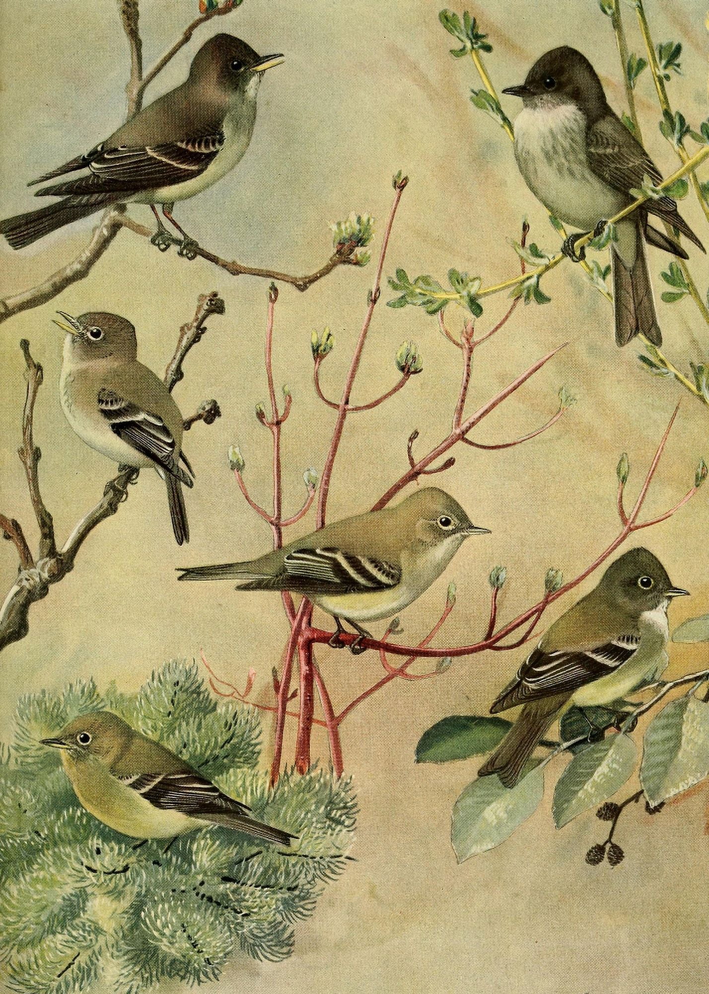 Birds of Massachusetts 1925 Pewee Phoebe Flycatchers Canvas Art - LA Fuertes (24 x 36)
