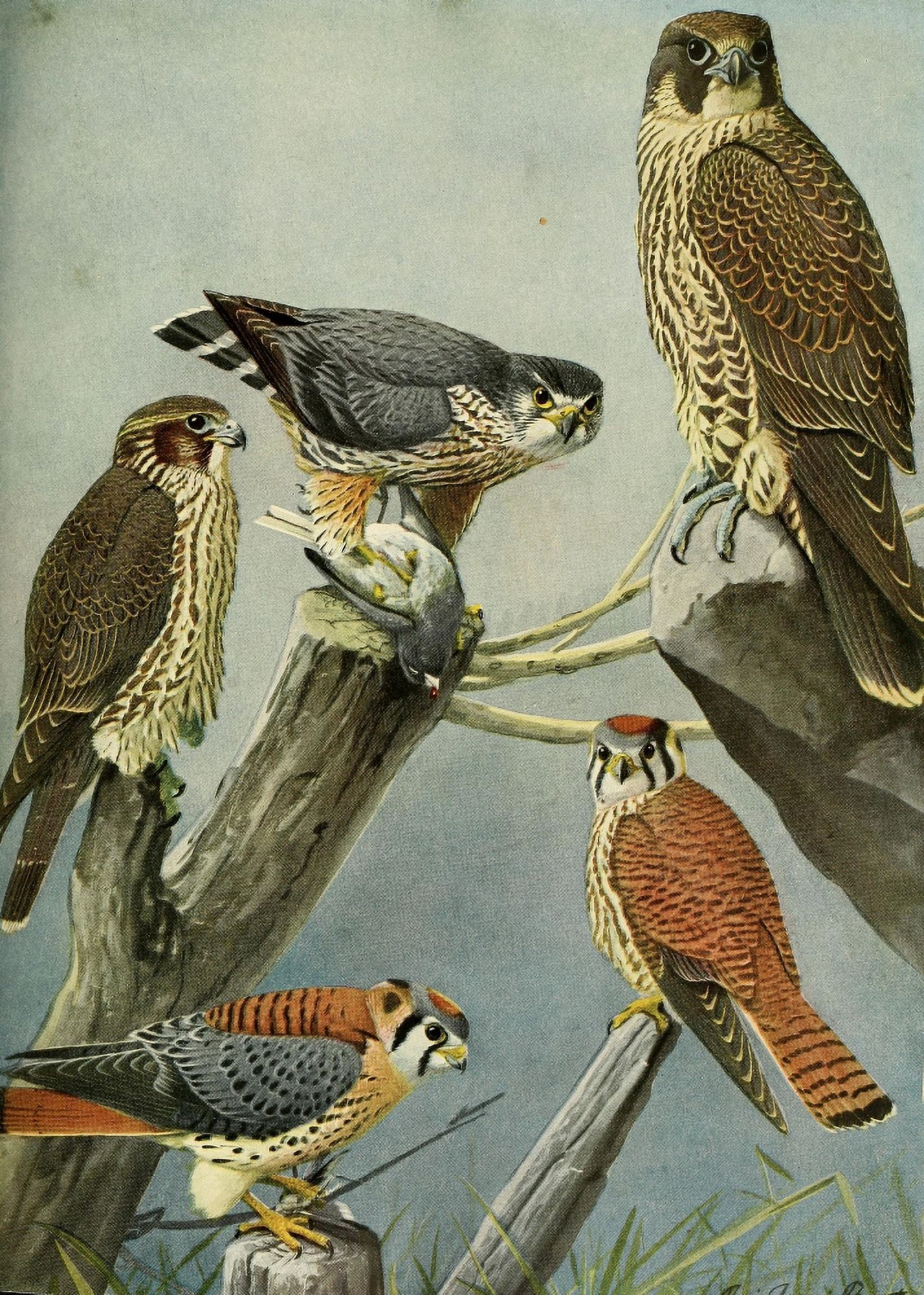 Birds of Massachusetts 1925 Pigeon & Sparrowhawks Canvas Art - LA Fuertes (24 x 36)