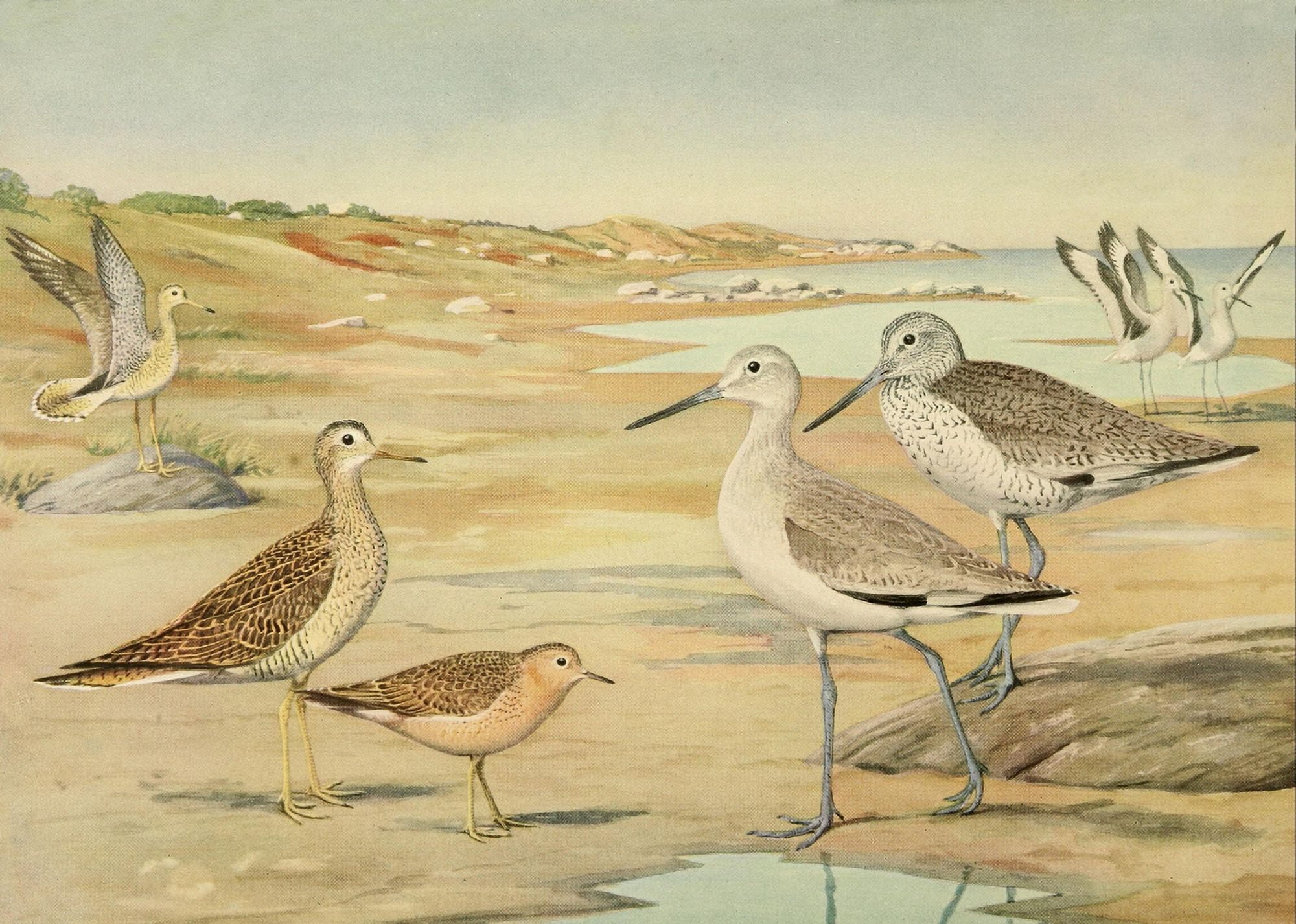 Birds of Massachusetts 1925 Plover Sandpiper Willet Canvas Art - LA Fuertes (18 x 24)