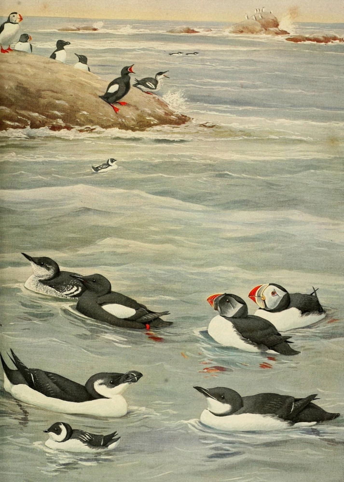 Birds of Massachusetts 1925 Puffin et al Canvas Art - LA Fuertes (24 x 36)