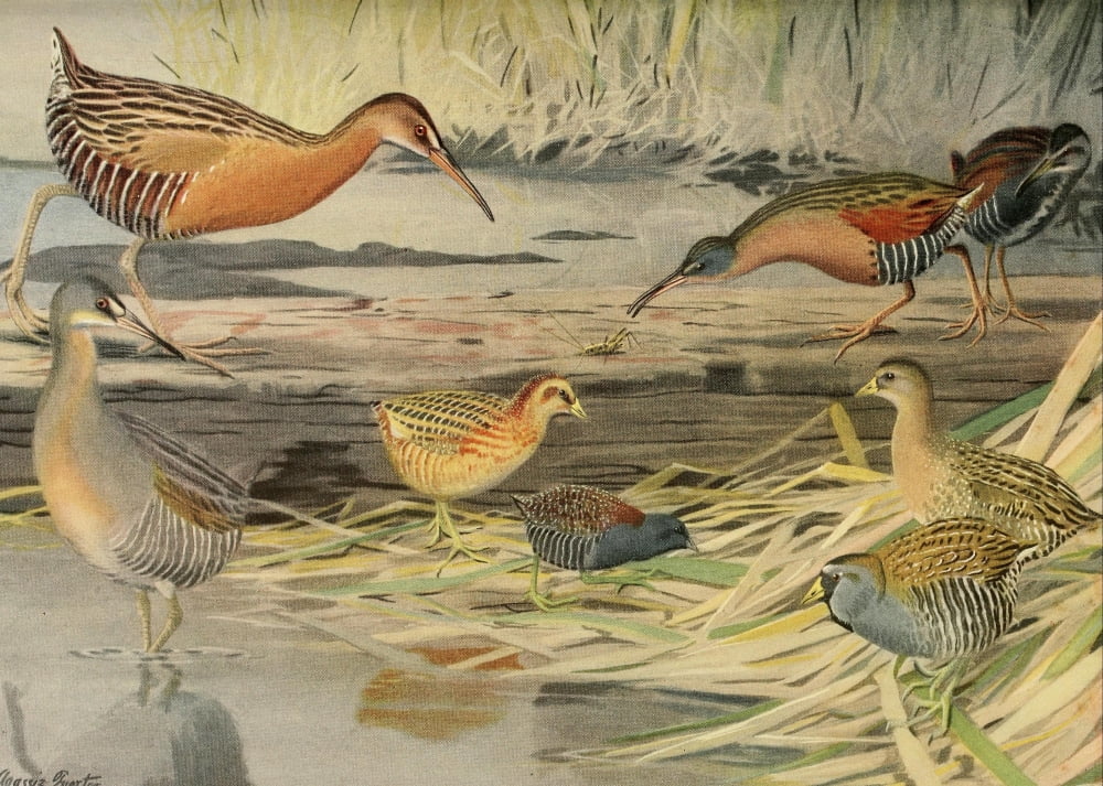 Birds of Massachusetts 1925 Rails Canvas Art - LA Fuertes (18 x 24)