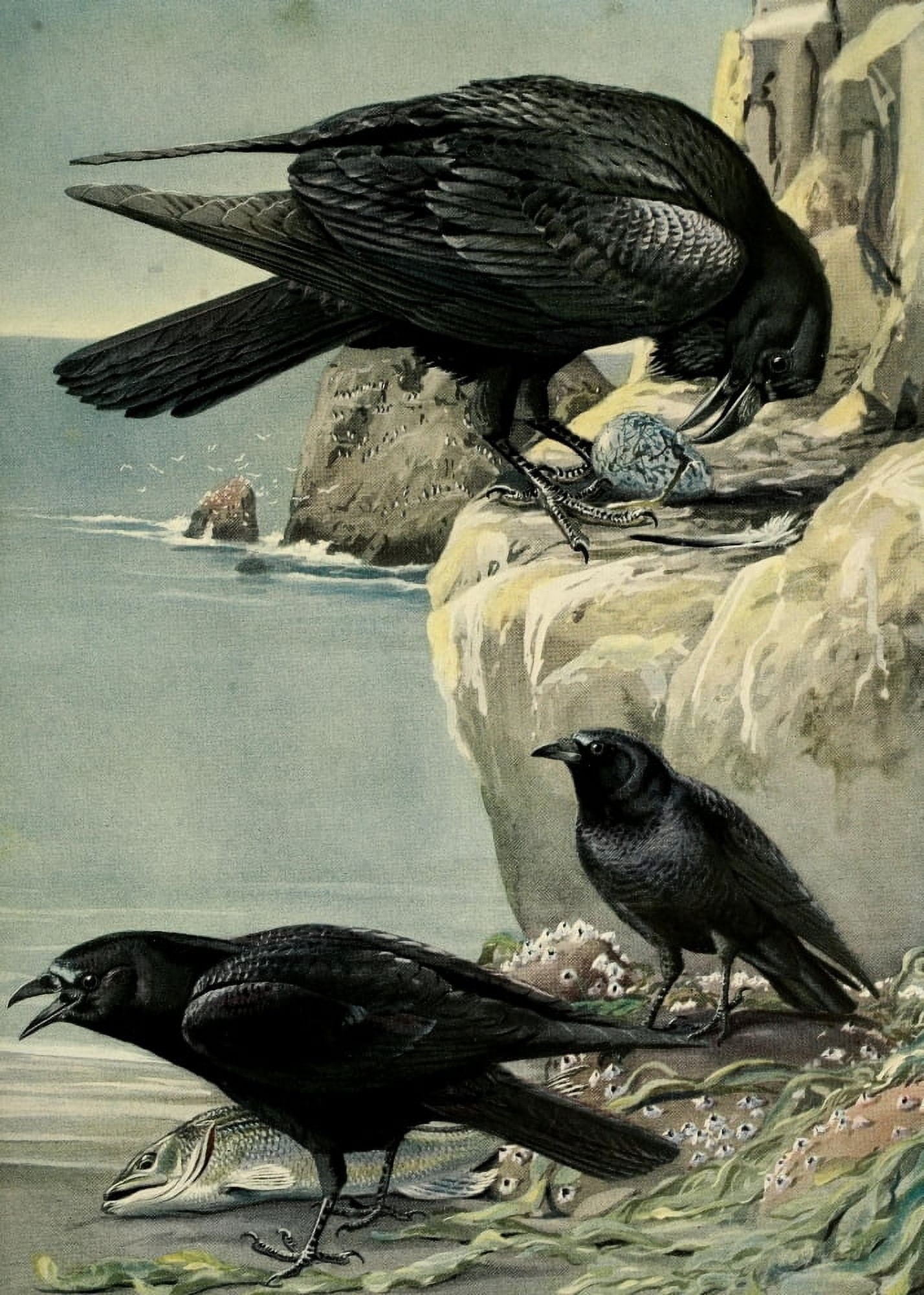Birds of Massachusetts 1925 Raven & Crows Canvas Art - LA Fuertes (18 x 24)