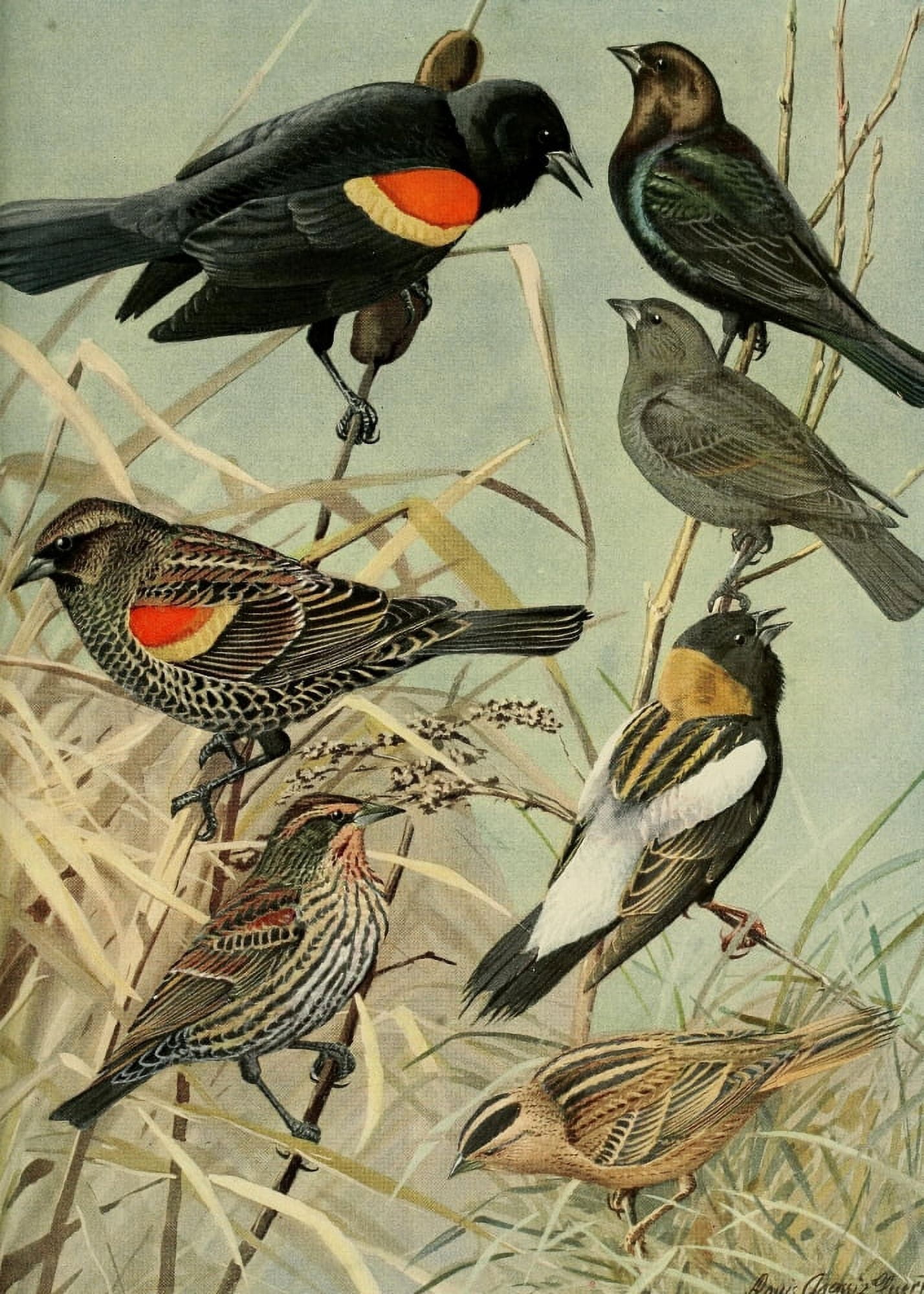 Birds of Massachusetts 1925 Red-winged Blackbirds Canvas Art - LA Fuertes (18 x 24)