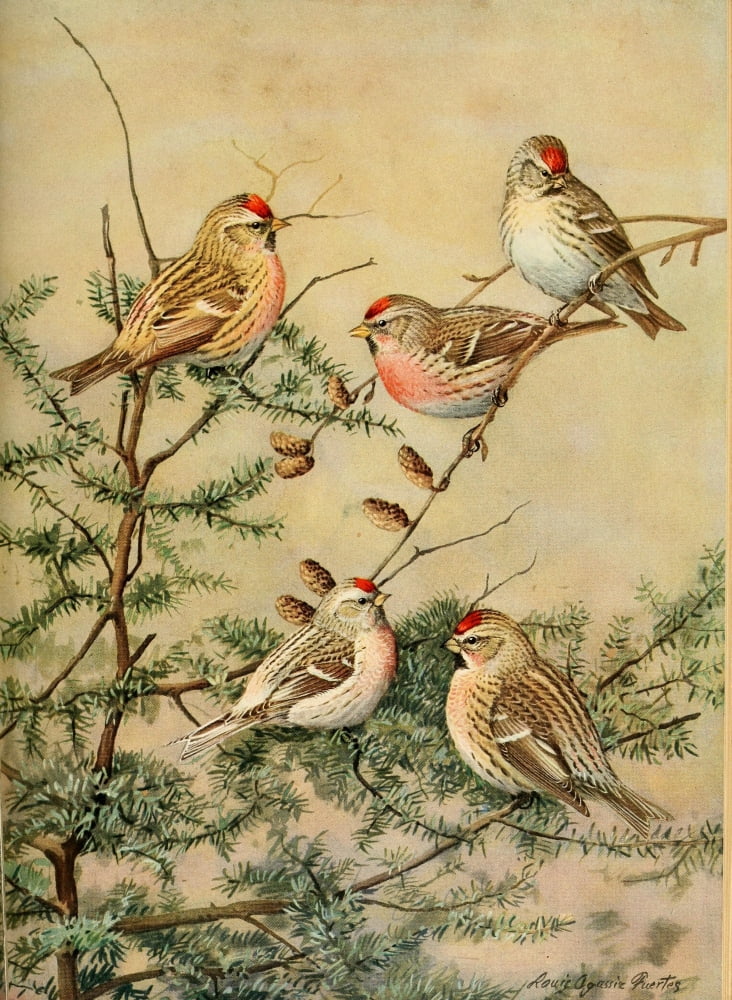 Birds of Massachusetts 1925 Redpolls Canvas Art - LA Fuertes (24 x 36)