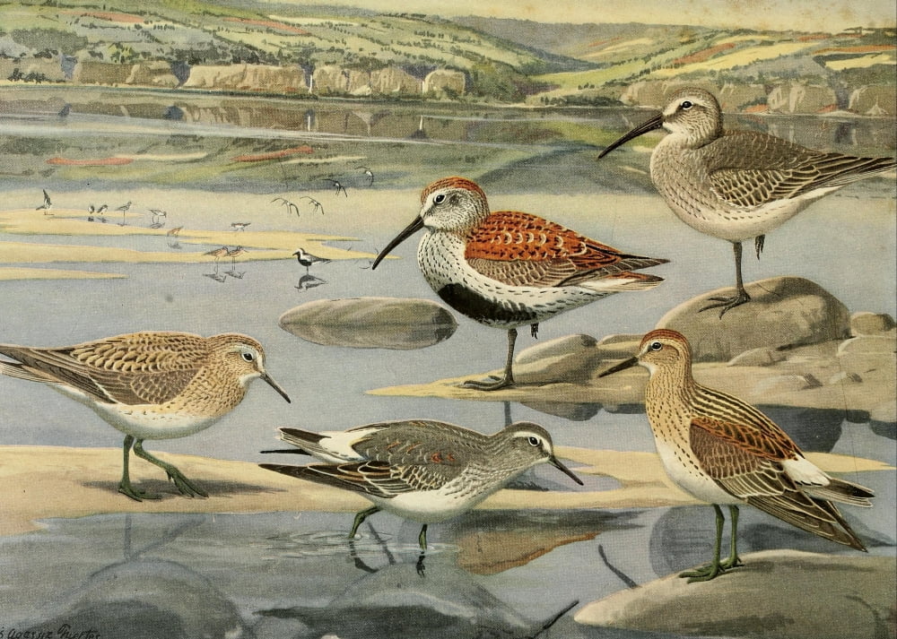 Birds of Massachusetts 1925 Sandpipers Canvas Art - LA Fuertes (18 x 24)