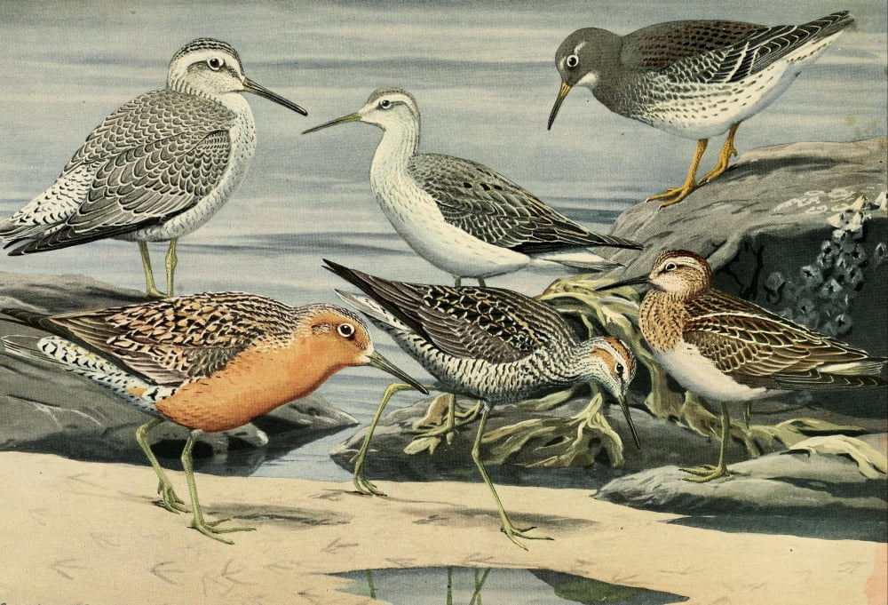 Birds of Massachusetts 1925 Sandpipers & Knot Canvas Art - LA Fuertes (18 x 24)
