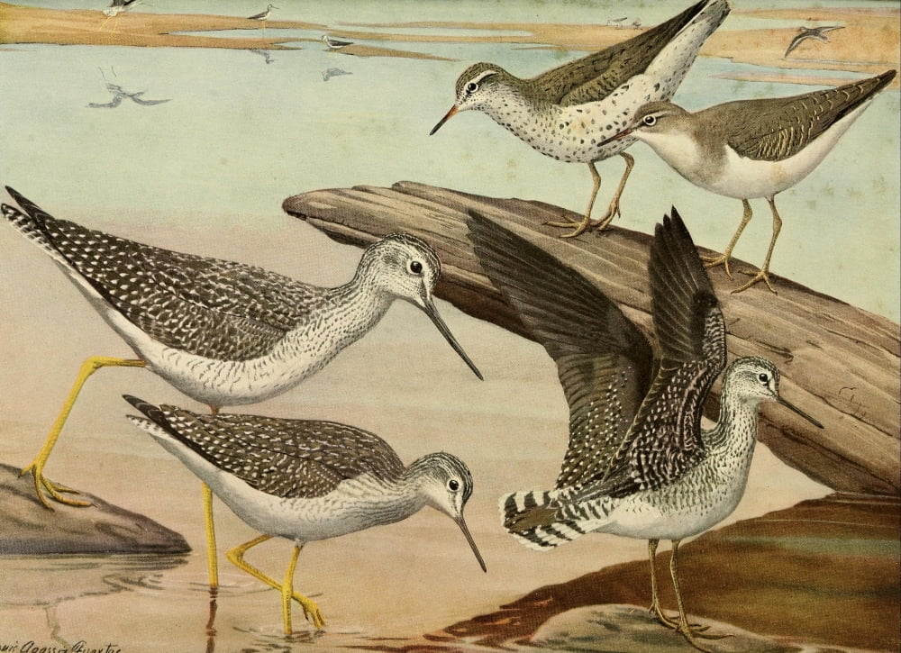 Birds of Massachusetts 1925 Sandpipers & Yellow-legs Canvas Art - LA Fuertes (18 x 24)