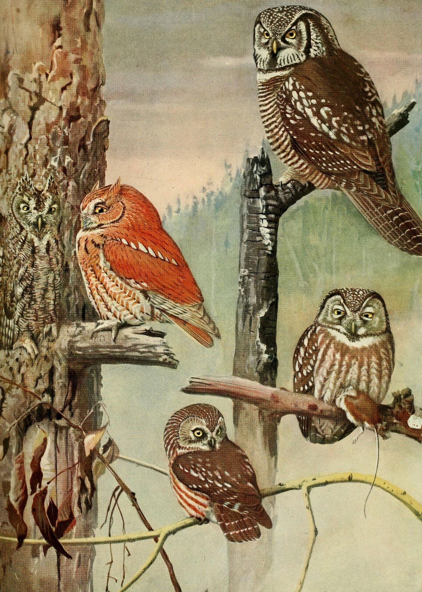 Birds of Massachusetts 1925 Screech Owl et al Canvas Art - LA Fuertes (18 x 24)