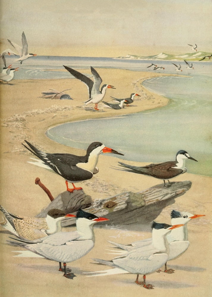 Birds of Massachusetts 1925 Skimmer & Terns Canvas Art - LA Fuertes (18 x 24)