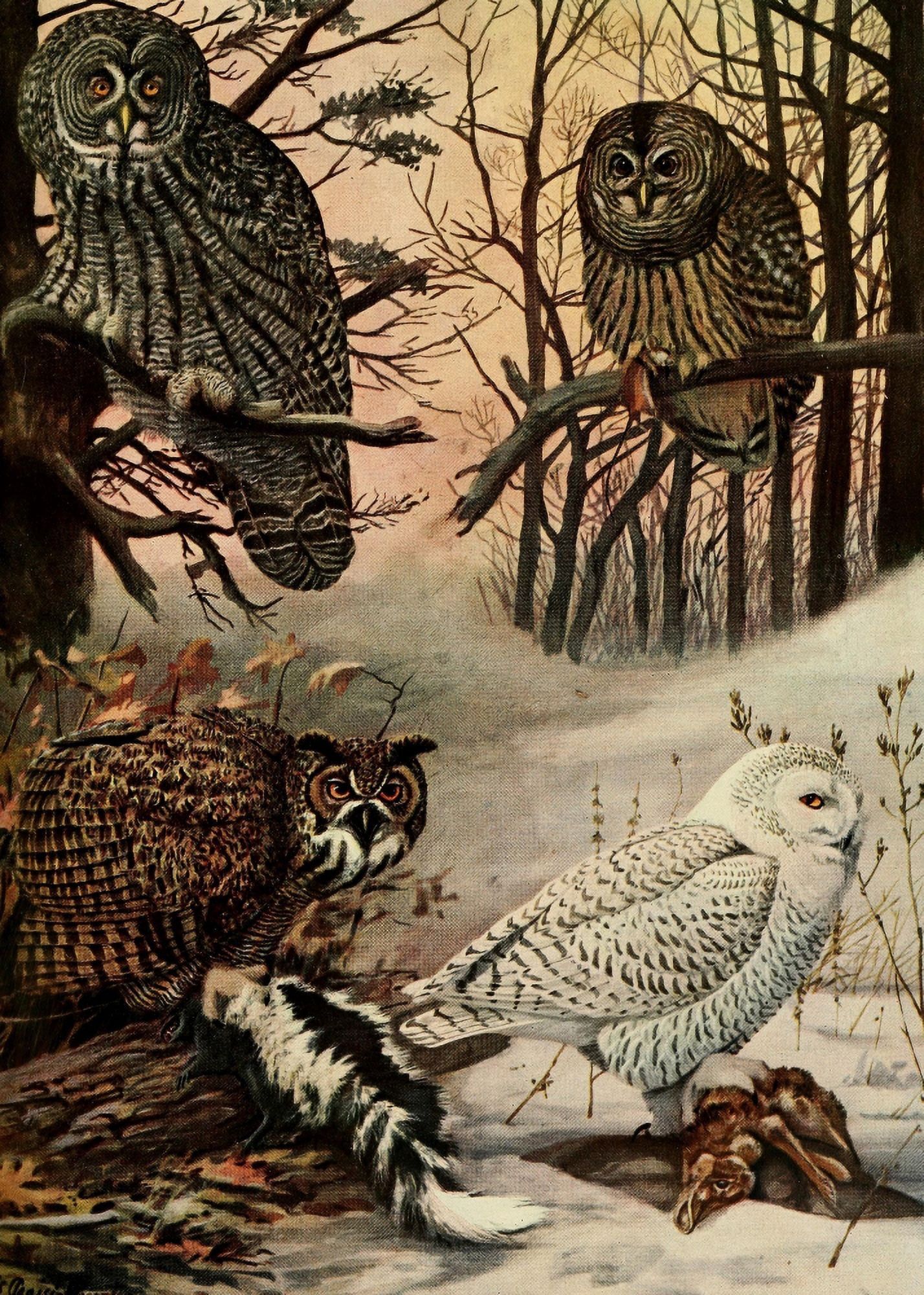 Birds of Massachusetts 1925 Snowy Owl et al Canvas Art - LA Fuertes (24 x 36)