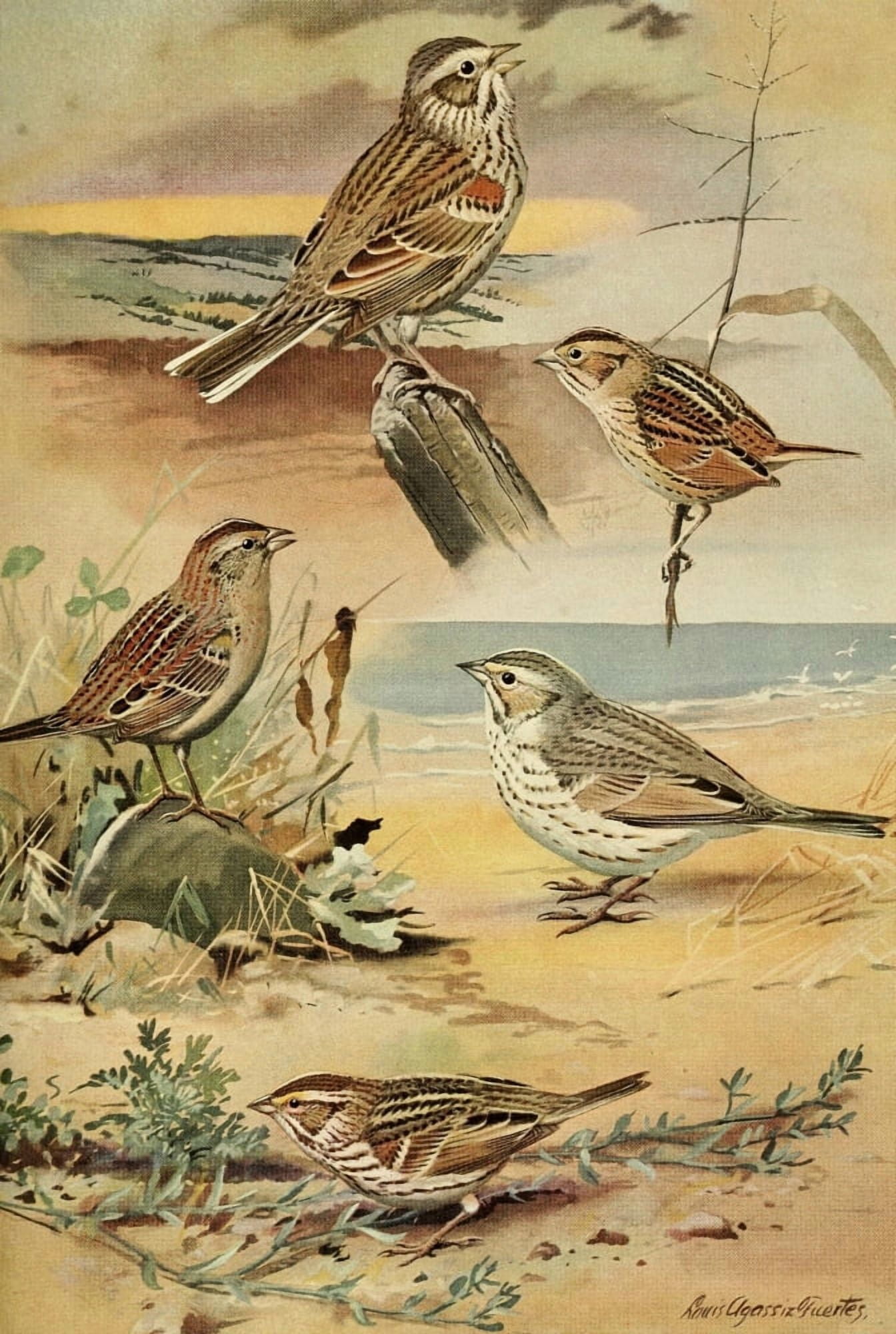 Birds of Massachusetts 1925 Sparrows Canvas Art - LA Fuertes (18 x 24)