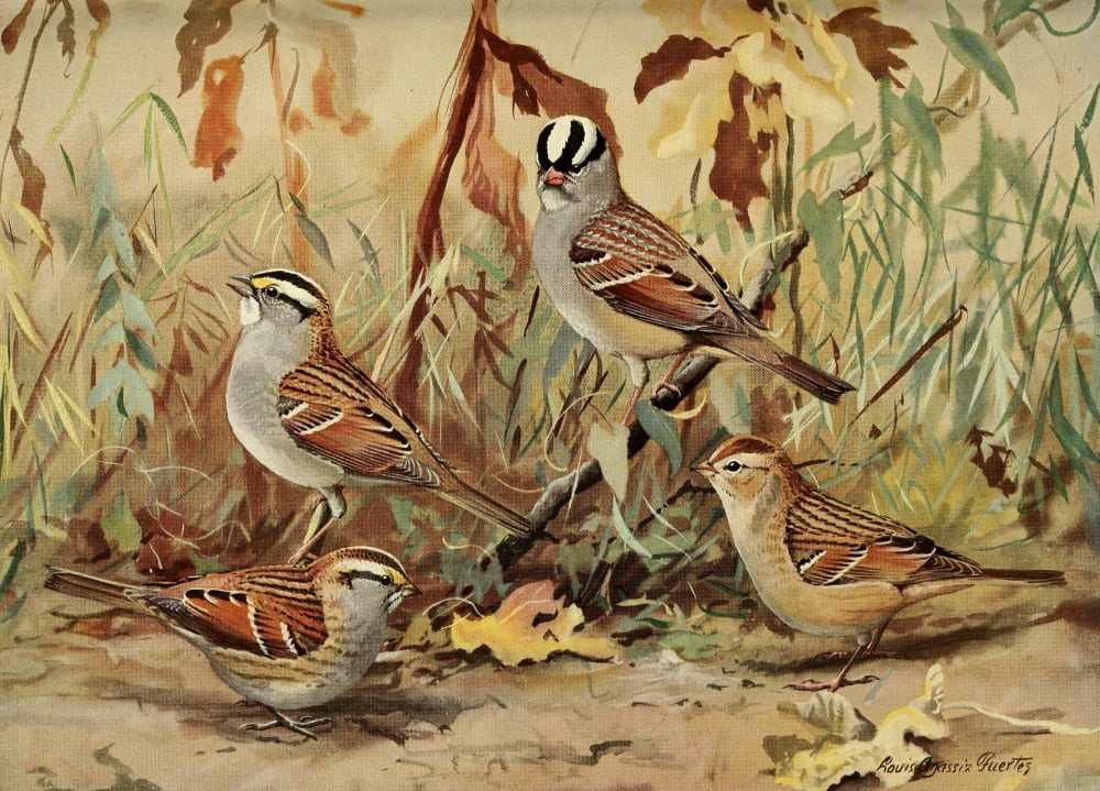 Birds of Massachusetts 1925 White-crested Sparrow Canvas Art - LA Fuertes (18 x 24)
