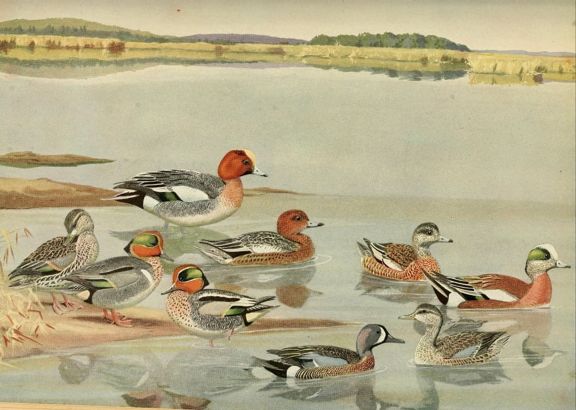 Birds of Massachusetts 1925 Widgeons & Teals Canvas Art - LA Fuertes (18 x 24)