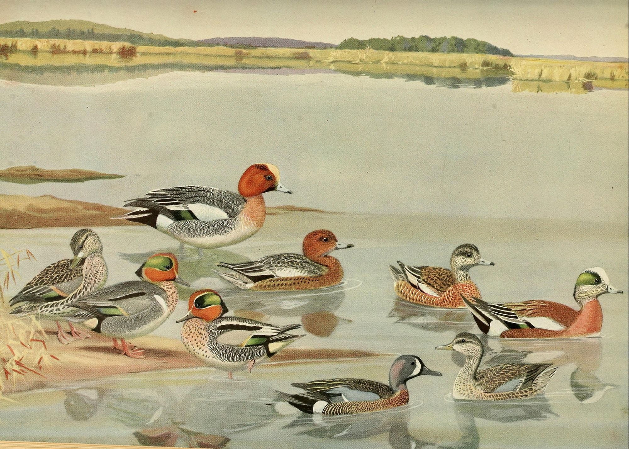 Birds of Massachusetts 1925 Widgeons & Teals Canvas Art - LA Fuertes (24 x 36)